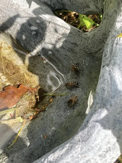 gros plan de trois insectes volants posé dans la sculpture Aiguails de Gabrielle Decazes