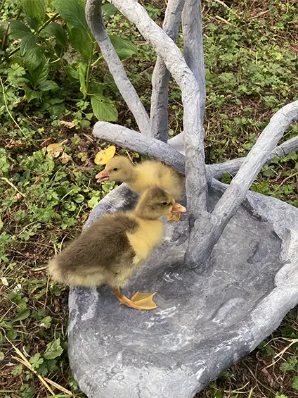 des canaris dans la sculpture aiguails